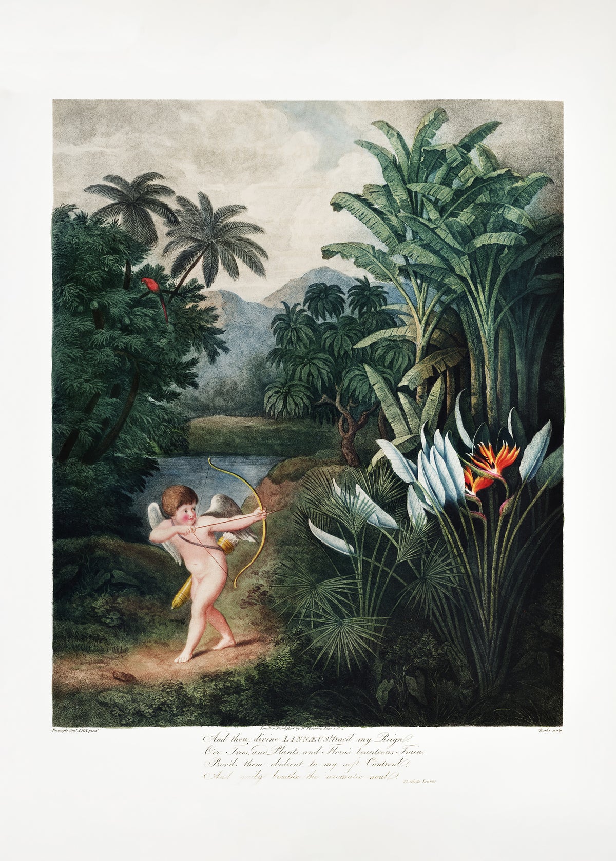 canvas-print-cupid-inspiring-plants-with-love-from-the-temple-of-flora-1807