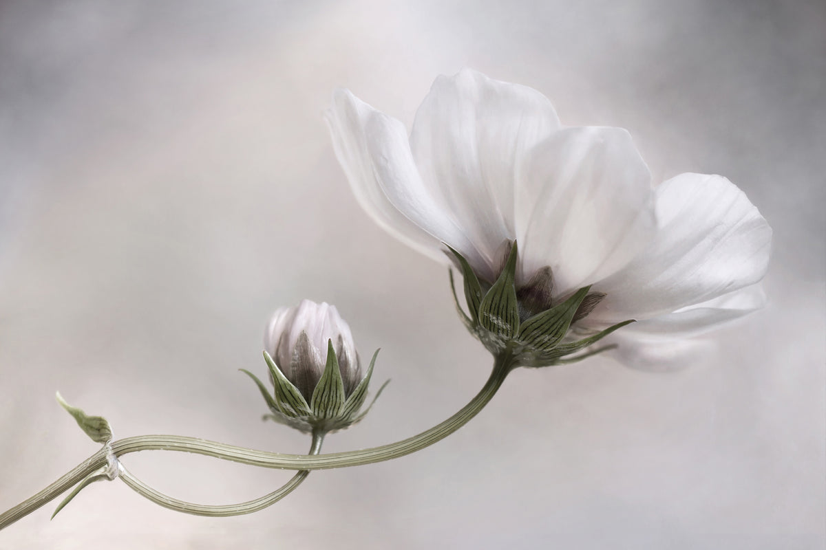 framedcanvas-print-simply-cosmos