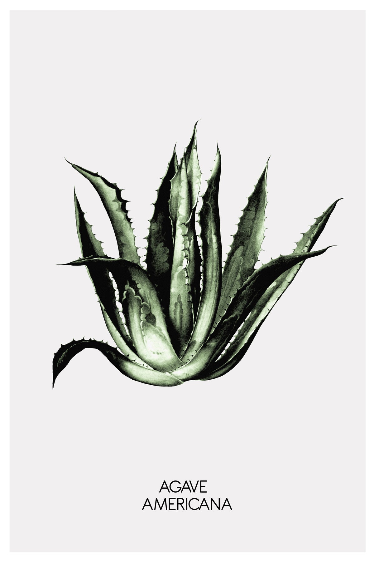 framedposter-print-green-agave-elegance