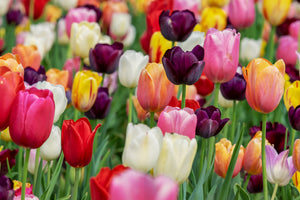 aluminium-print-the-colors-of-the-tulips
