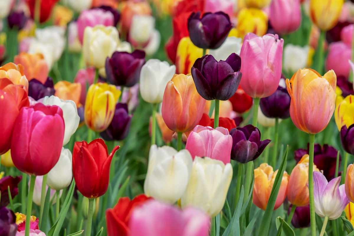 aluminium-print-the-colors-of-the-tulips
