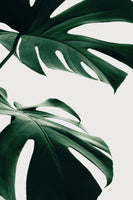 framedposter-print-monstera-natural-12