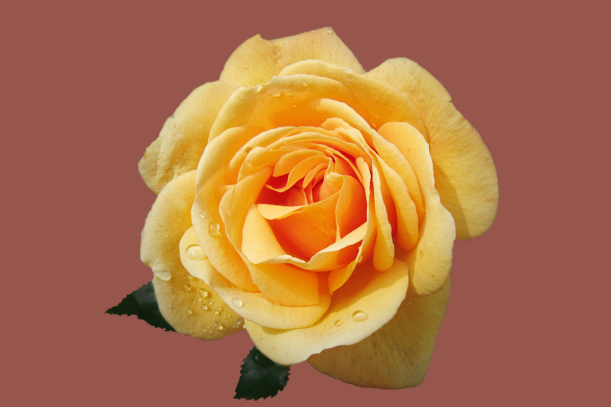 framedcanvas-print-rose-in-yellow-xxl