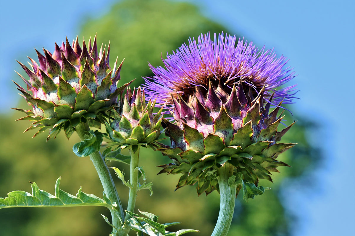 3-piece-canvas-print-the-artichoke-xl