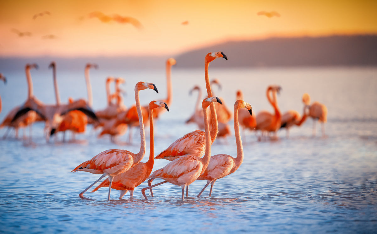 poster-print-pink-flamingos-in-sun