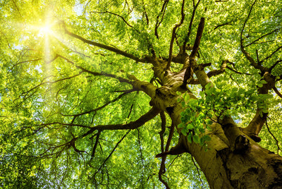poster-print-sun-shines-through-an-old-beech-tree