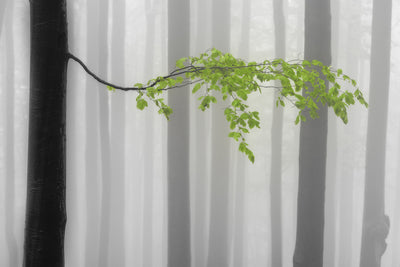poster-print-spring-leaves