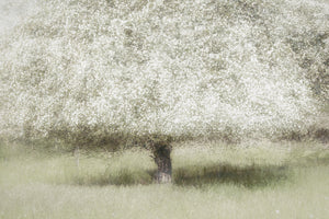 framedcanvas-print-in-the-backyard