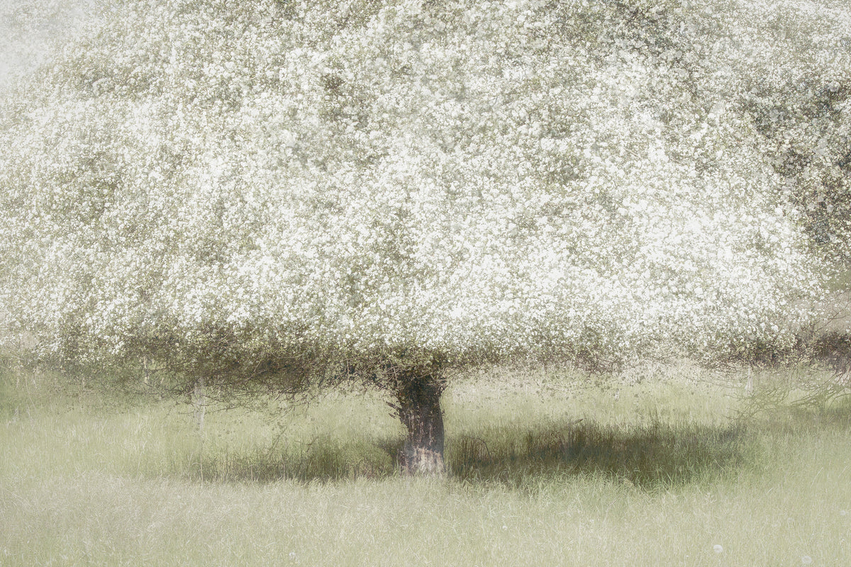 framedcanvas-print-in-the-backyard