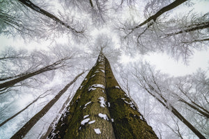 3-piece-canvas-print-looking-up-6