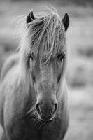 canvas-print-horse-being-at-the-corridor