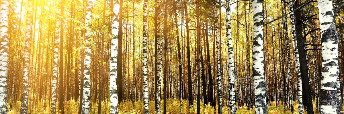 panoramic-canvas-print-birch-forest-panorama