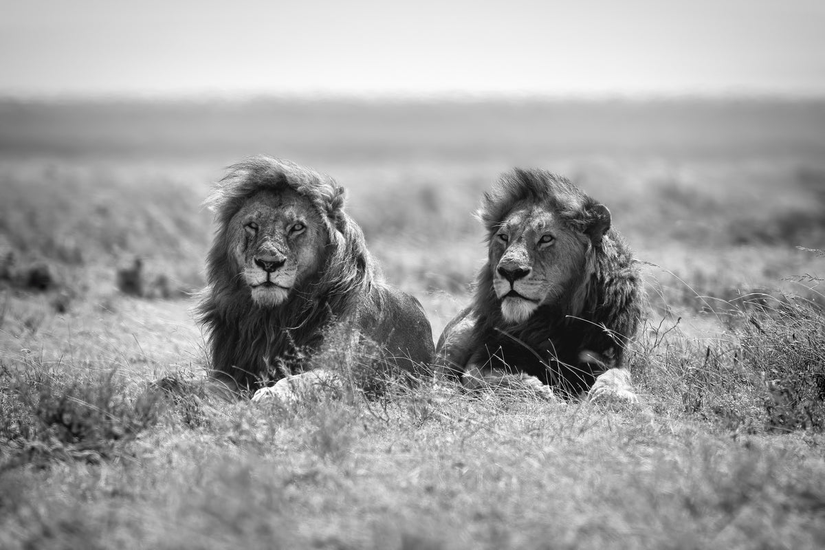3-piece-canvas-print-two-kings