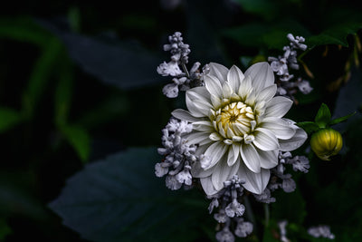 poster-print-dahlia-flower