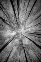 framedcanvas-print-treetops
