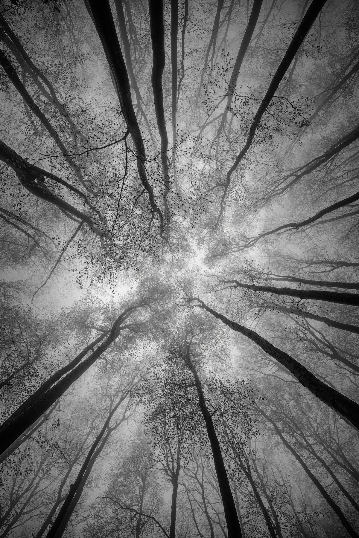 framedcanvas-print-treetops