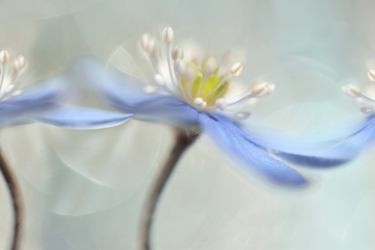 canvas-print-dancing-anemones