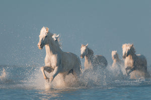 framedposter-print-angels-of-camargue-2
