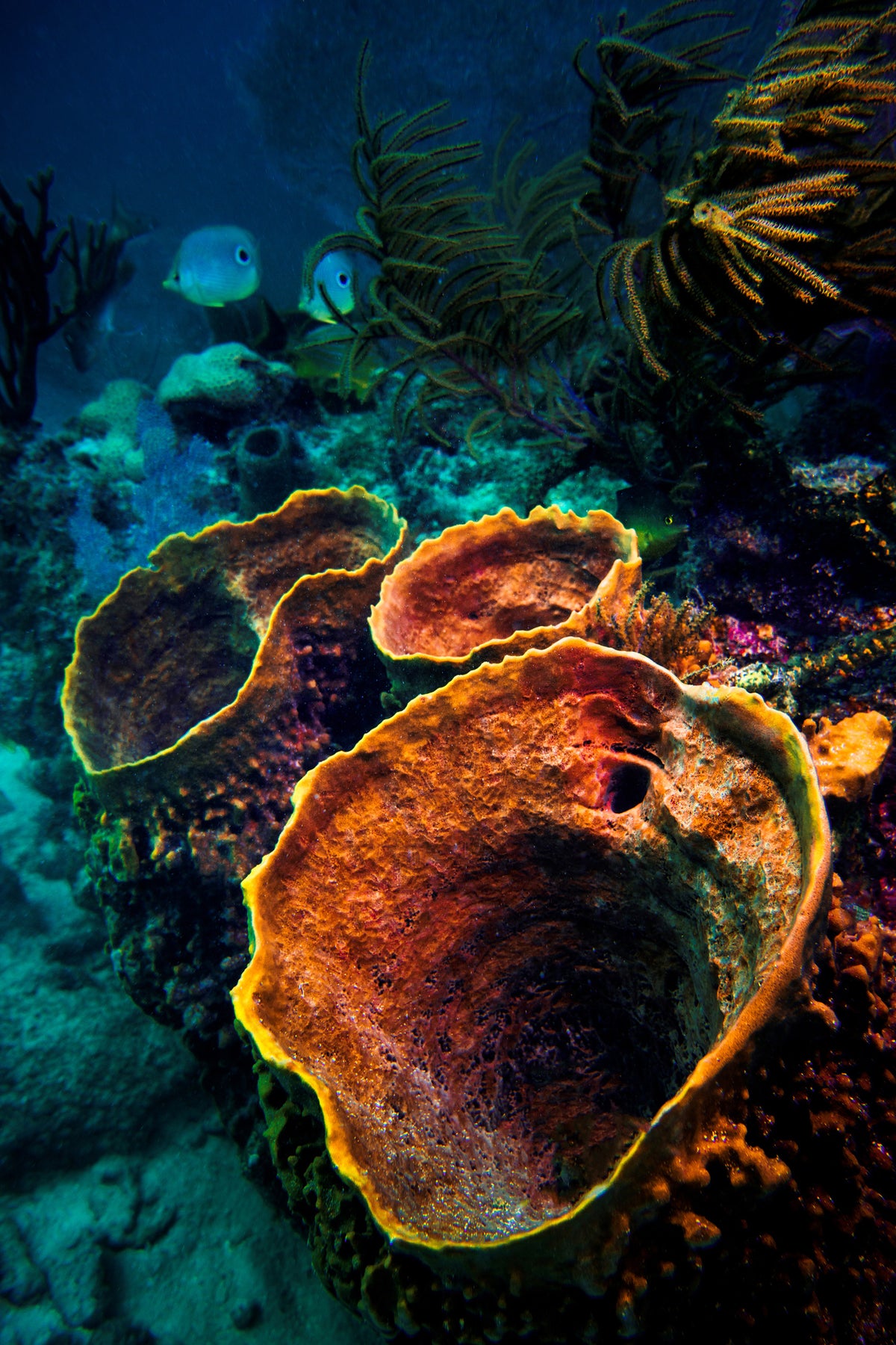 acrylic-print-coral-vulcanos