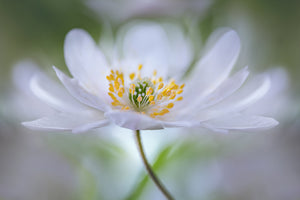 canvas-print-nemorosa-nirvana