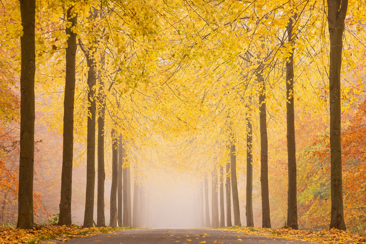 framedcanvas-print-autumn-road-x