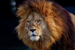 framedcanvas-print-attention-lion