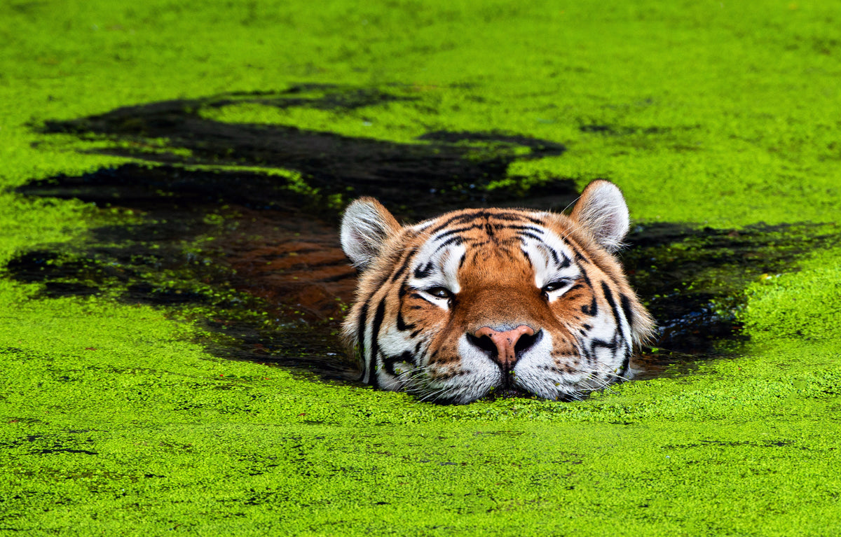 acrylic-print-camouflage