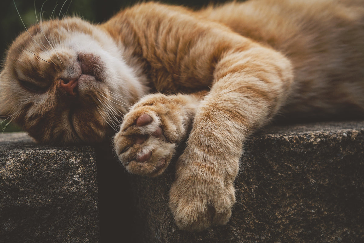 framedposter-print-sleeping-cat