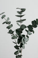 framedposter-print-eucalyptus-natural-01
