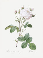 acrylic-print-cabbage-rose-white-provence-les-roses-1817-1824