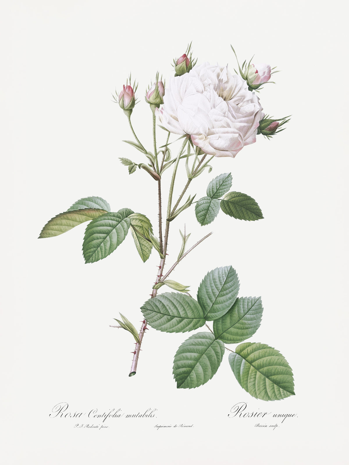 acrylic-print-cabbage-rose-white-provence-les-roses-1817-1824
