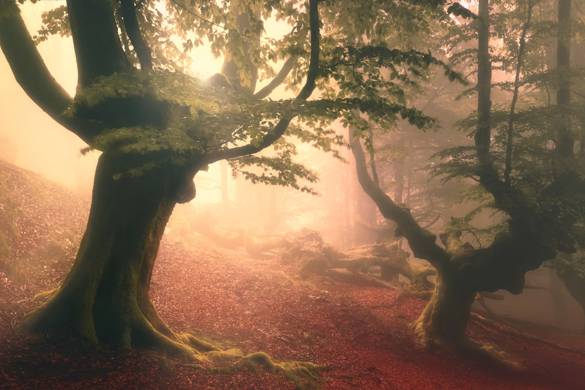 canvas-print-fangorn-forest-x
