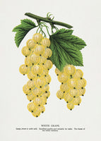 framedposter-print-white-grape-lithograph