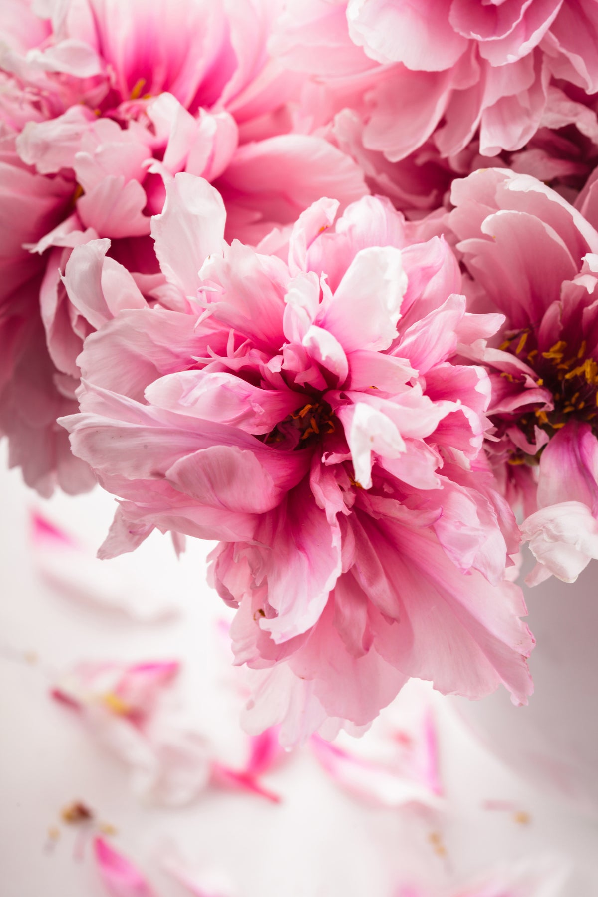 acrylic-print-peonies