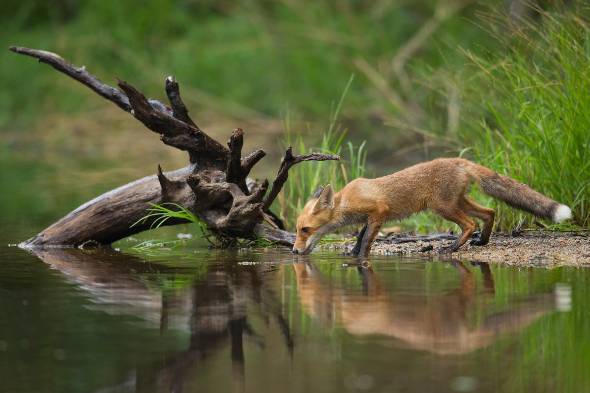 canvas-print-red-fox-ii