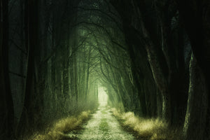 canvas-print-mysterious-forest-iii
