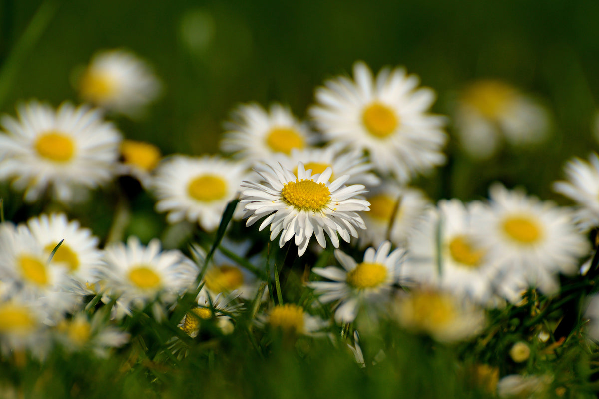 3-piece-acrylic-print-daisies-xl-ii