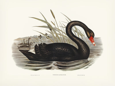 poster-print-black-swan