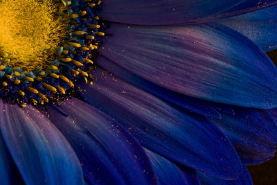 poster-print-blue-rays