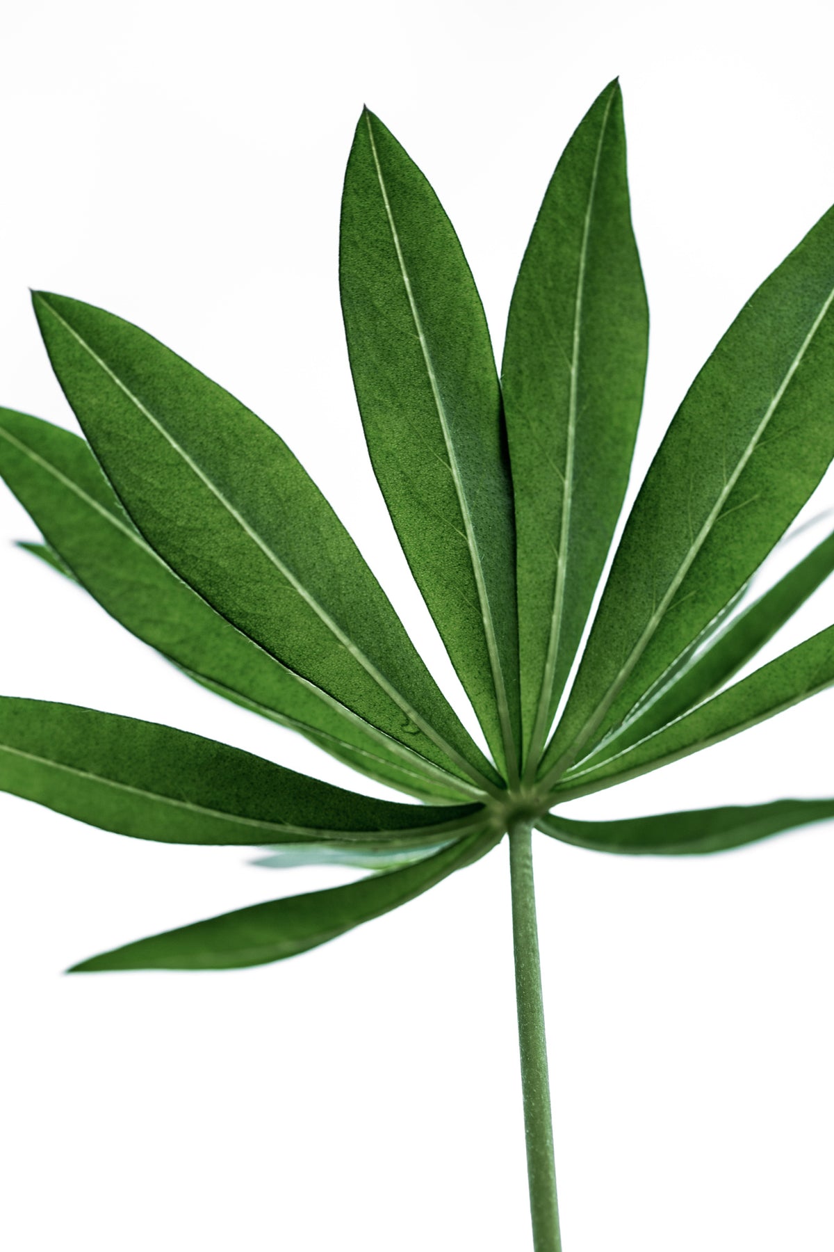 acrylic-print-green-leaves