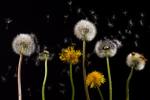 3-piece-aluminium-print-the-phases-of-dandelion