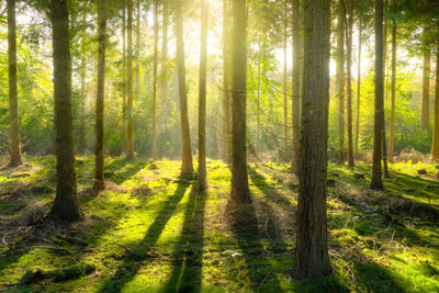 poster-print-in-the-middle-of-the-woods