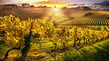 5-piece-canvas-print-vineyards-bergerac-france