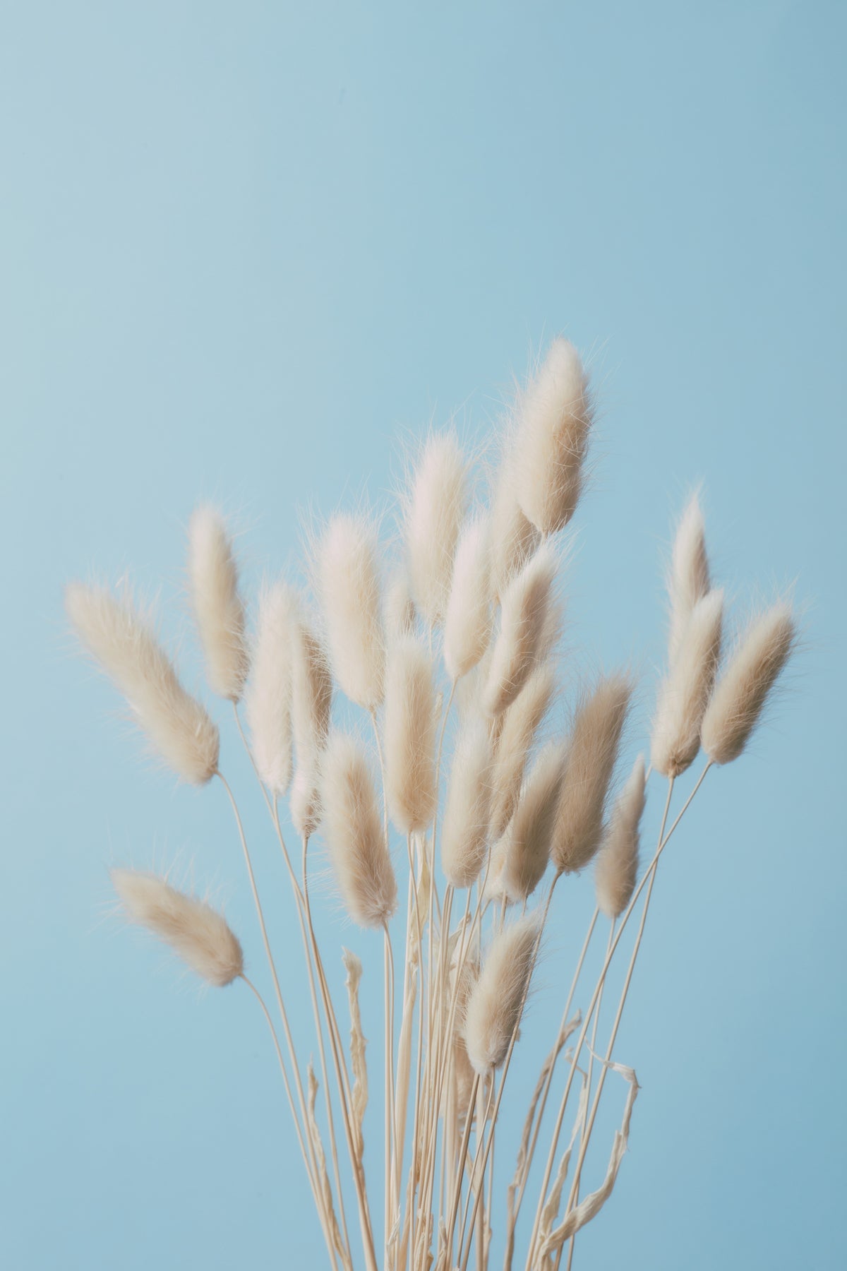 aluminium-print-bunny-grass-no-3