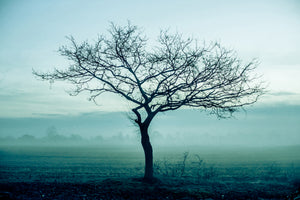 aluminium-print-the-magic-tree