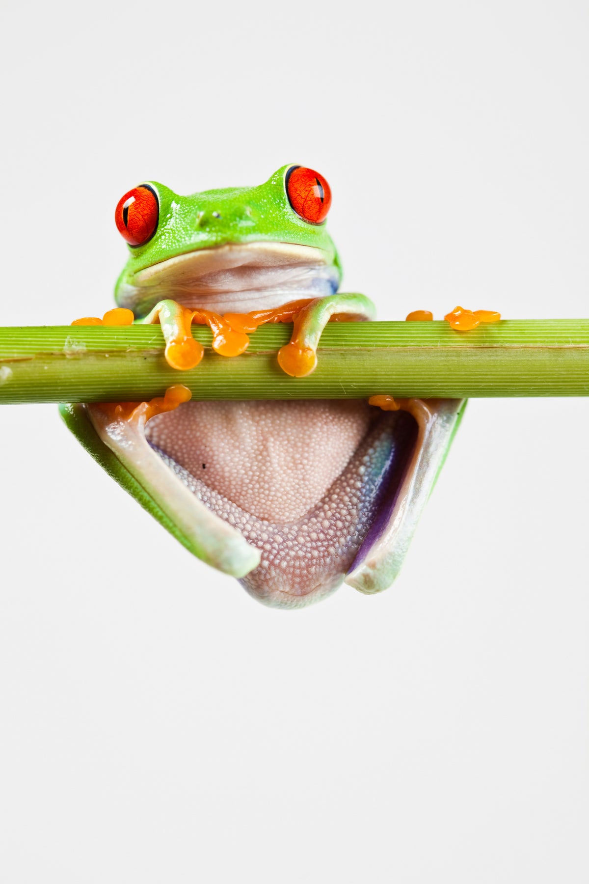 framedposter-print-frog-acrobatics