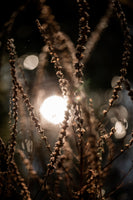 canvas-print-natural-sparkle-2