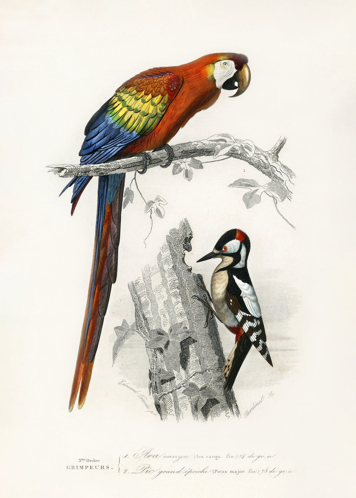 poster-print-birds-ii