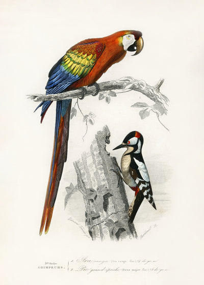 poster-print-birds-ii