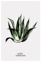 aluminium-print-green-agave-elegance